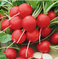 Radish Seeds - 250 Cherry Belle Heirloom Non-GMO Raphanus sativus Root Vegetable Seed Packet