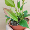 Hoya Sunrise Live Plant in 4” Pot - Rare Variegated Hoya Carnosa Indoor Houseplant
