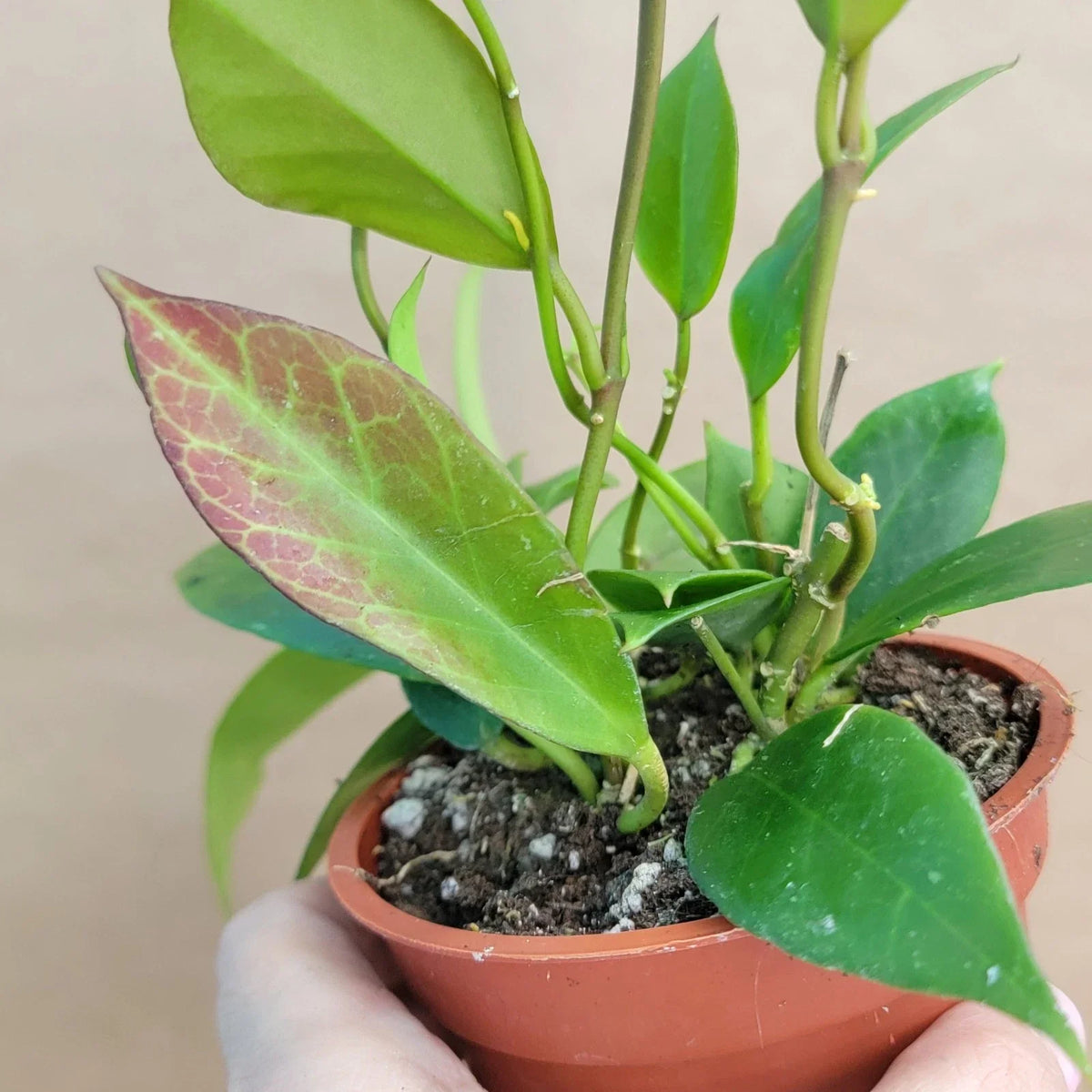 Hoya Sunrise Live Plant in 4” Pot - Rare Variegated Hoya Carnosa Indoor Houseplant