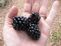Giant Blackberry Seeds 315 Count Rubus fruticosus 'Triple Crown' Organic, High Germination, Antioxidant, Fiber, Home Garden