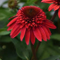 Echinacea purpurea Seeds - Perennial Coneflower, Vibrant Pink Blooms, Easy to Grow, 50 Seeds