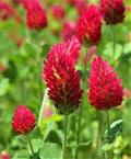 Crimson Clover Seeds - 300+ Premium Trifolium incarnatum Cover Crop for Soil Improvement & Pollinator Attraction