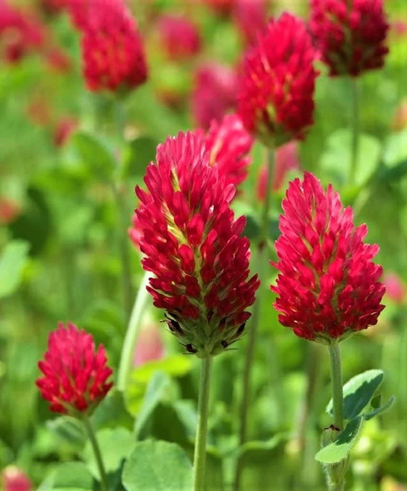 Crimson Clover Seeds - 300+ Premium Trifolium incarnatum Cover Crop for Soil Improvement & Pollinator Attraction