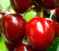 Dwarf Red Sweet Cherry Cuttings 2+8 Unrooted Prunus Tomentosa for Small Gardens and Containers