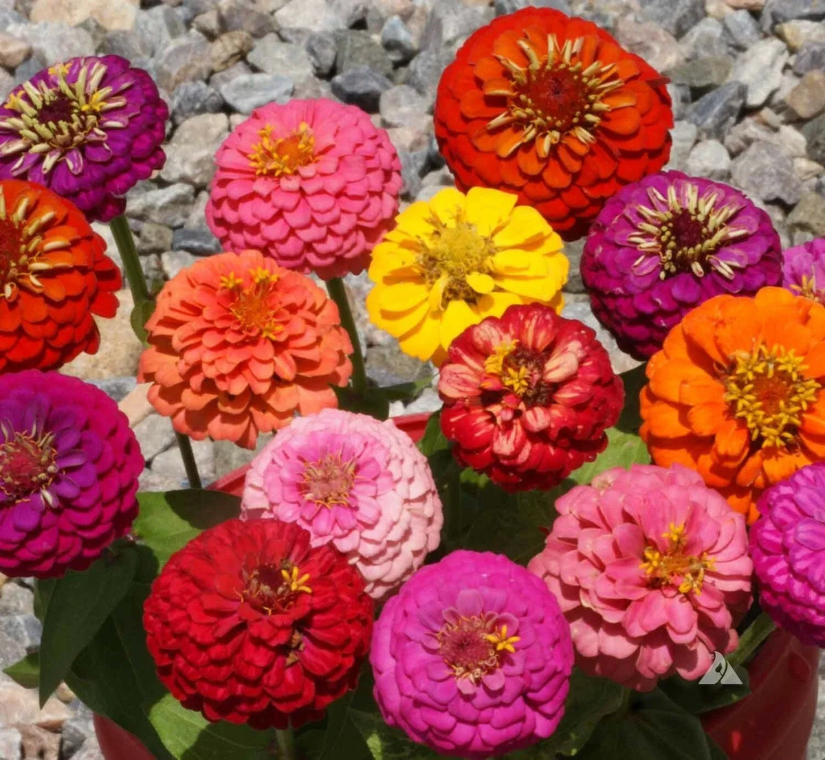 Thumbelina Zinnia Seeds Mix - Dwarf Colorful Flowers for Container Gardening - Zinnia elegans