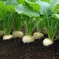 White Egg Turnip Seeds - Heirloom NON-GMO Seed Packets Brassica rapa var. rapa for Cool-Season Gardening