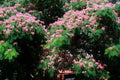 Silk Tree Seeds, 30 Pre-Stratified Albizia julibrissin Ornamental Seeds for Garden, Fast-Growing, Pink Flowers