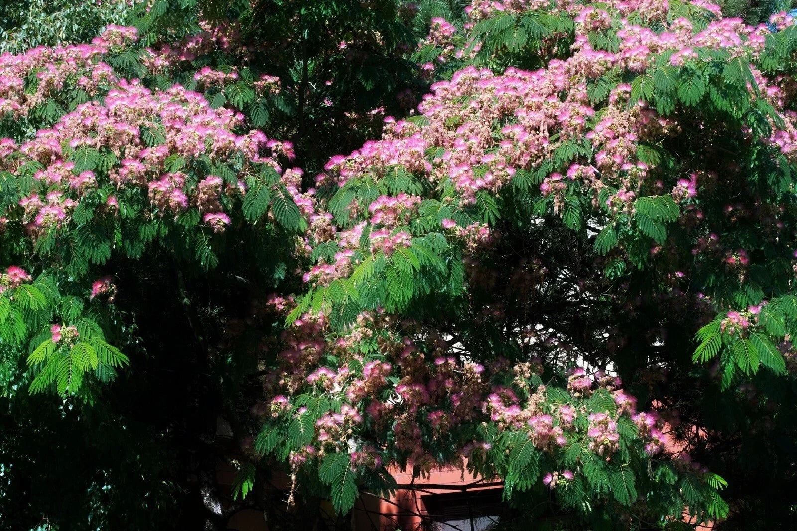 Silk Tree Seeds, 30 Pre-Stratified Albizia julibrissin Ornamental Seeds for Garden, Fast-Growing, Pink Flowers