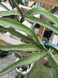 Hoya Serpent Plant Cutting | Hoya curtsii Live Indoor Houseplant