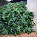Lacy Tree Philodendron Seeds – 15 Split Leaf Selloum Seeds for Indoor Gardening – Philodendron bipinnatifidum Plant Packet