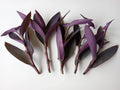 Large Purple Heart Tradescantia Pallida Cuttings – 5 Live Perennial Plant Clippings for Garden, Container, or Indoor Growth