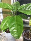Giant Granadilla Passiflora Ligularis Starter Plant - Rare Passionfruit Flower Vine for Tropical Garden