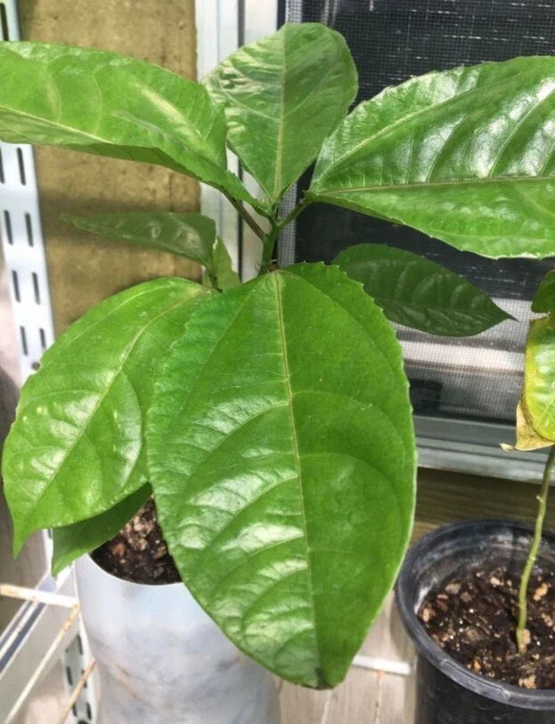 Giant Granadilla Passiflora Ligularis Starter Plant - Rare Passionfruit Flower Vine for Tropical Garden