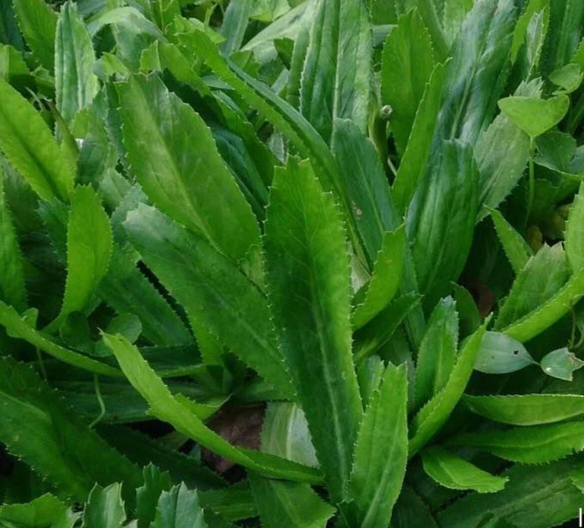 Culantro Seeds 500+ | Mexican Coriander Eryngium foetidum | Aromatic Herb for Salsas & Soups