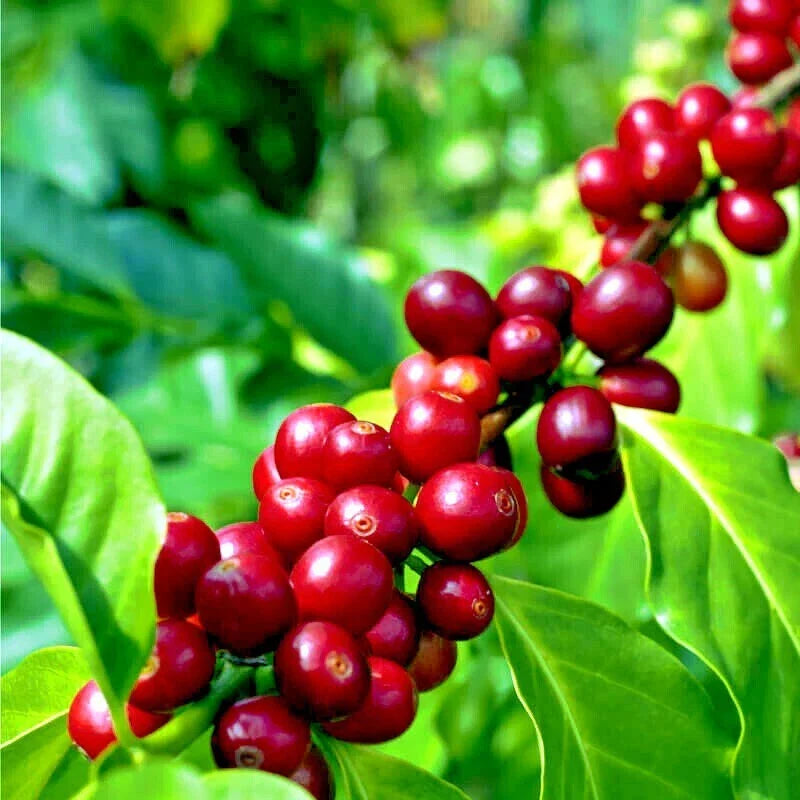 Coffea arabica Seeds - 20 Rare Tropical Coffee Plant Seeds for Indoor Gardening, Exotic Coffee Tree, Houseplant
