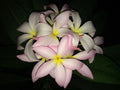 Slaughter Pink Plumeria Cutting - 9-12 Inches Fresh Propagation for Gardening - Frangipani Plumeria rubra