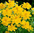 Cosmos Seeds 100 Ct Tall Yellow Sulphur Annual Flower Garden - Cosmos bipinnatus