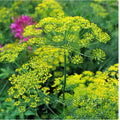 Dill Herb Seeds Pack | Heirloom Organic Non-GMO Anethum graveolens | Culinary Herb for Garden & Cooking