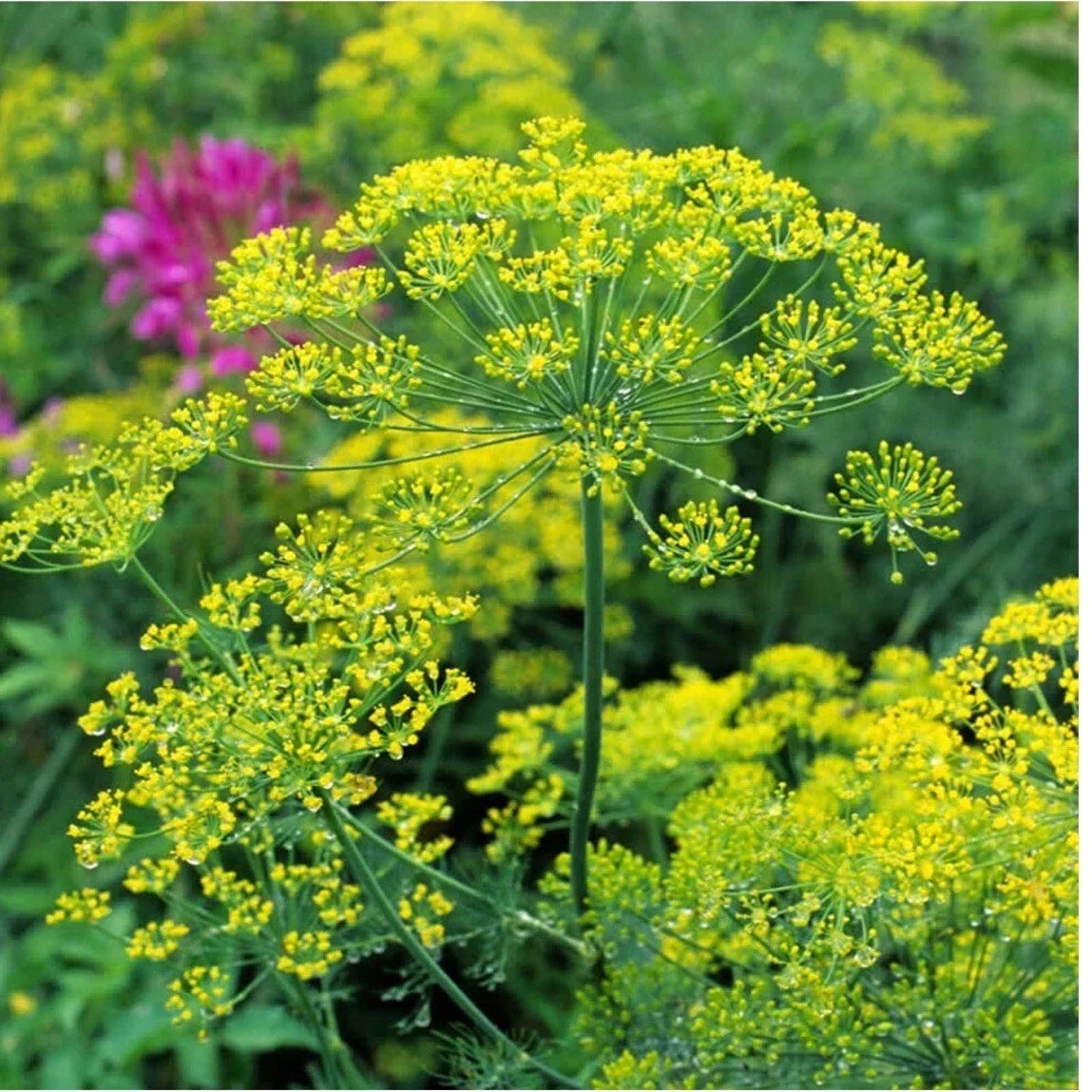Dill Herb Seeds Pack | Heirloom Organic Non-GMO Anethum graveolens | Culinary Herb for Garden & Cooking