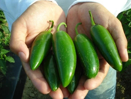Bulk Jalapeno Pepper Seeds 300 Count for Salsa & Stuffed Poppers, Heavy Yielding Capsicum annuum Vegetable Seeds