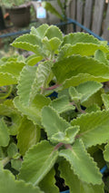 Cuban Oregano Cuttings - 3 Unrooted Plectranthus Amboinicus Herb for Cooking & Propagation
