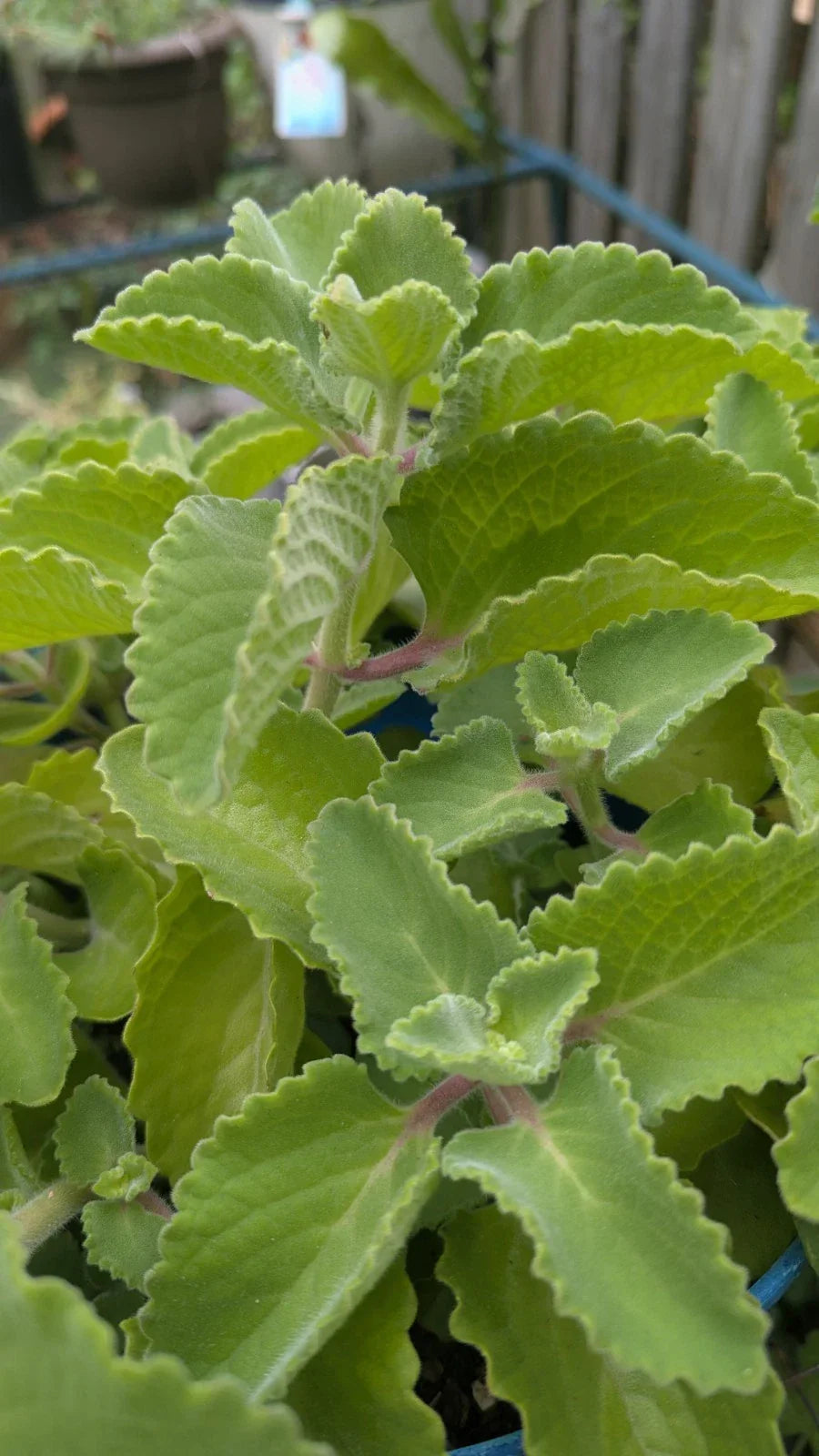 Cuban Oregano Cuttings - 3 Unrooted Plectranthus Amboinicus Herb for Cooking & Propagation