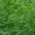 Dukat Dill Plant - Heirloom NON-GMO Leafy Foliage Herb Seedling Anethum graveolens for Culinary Gardens