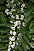 White American Beautyberry Cuttings | Callicarpa americana lactea | 3 Premium Shrub Cuttings for Garden Planting