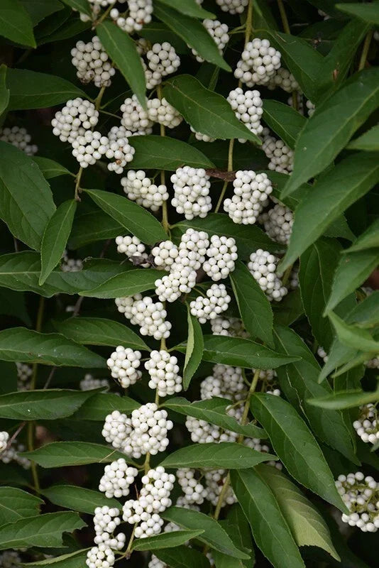 White American Beautyberry Cuttings | Callicarpa americana lactea | 3 Premium Shrub Cuttings for Garden Planting