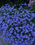 Blue Daisy Plant in 8-Inch Pot, Perennial Felicia amelloides with Vibrant Blue Flowers for Gardens & Containers
