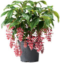 MAGIC Medinilla Plant Starter - Rare Magnifica Variety - Live Tropical Indoor Plant