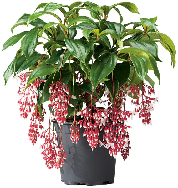 MAGIC Medinilla Plant Starter - Rare Magnifica Variety - Live Tropical Indoor Plant