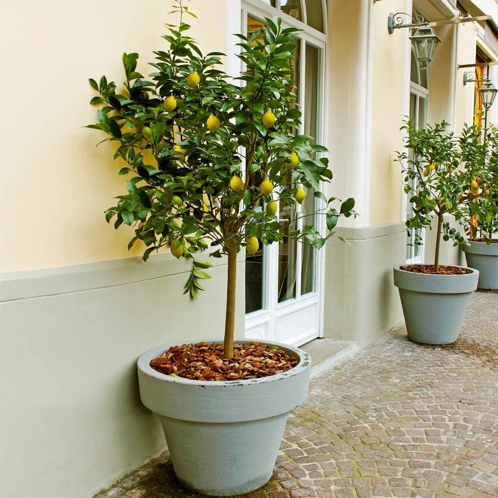 Meyer Lemon Tree Live Citrus Plant in 10-Inch Pot, 8-14 Inches Tall, Citrus limon, Indoor Outdoor Garden