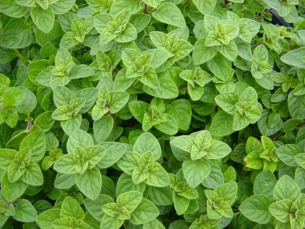 Greek Oregano Herb Plant – Non-GMO, Winter Marjoram, Origanum vulgare, Various Sizes