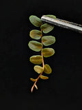 Marcgravia sp Mini Limón Cutting - 10 Leaves, Terrarium Plant, Indoor Garden, Lime Green Foliage, Easy Care, Trailing or Climbing