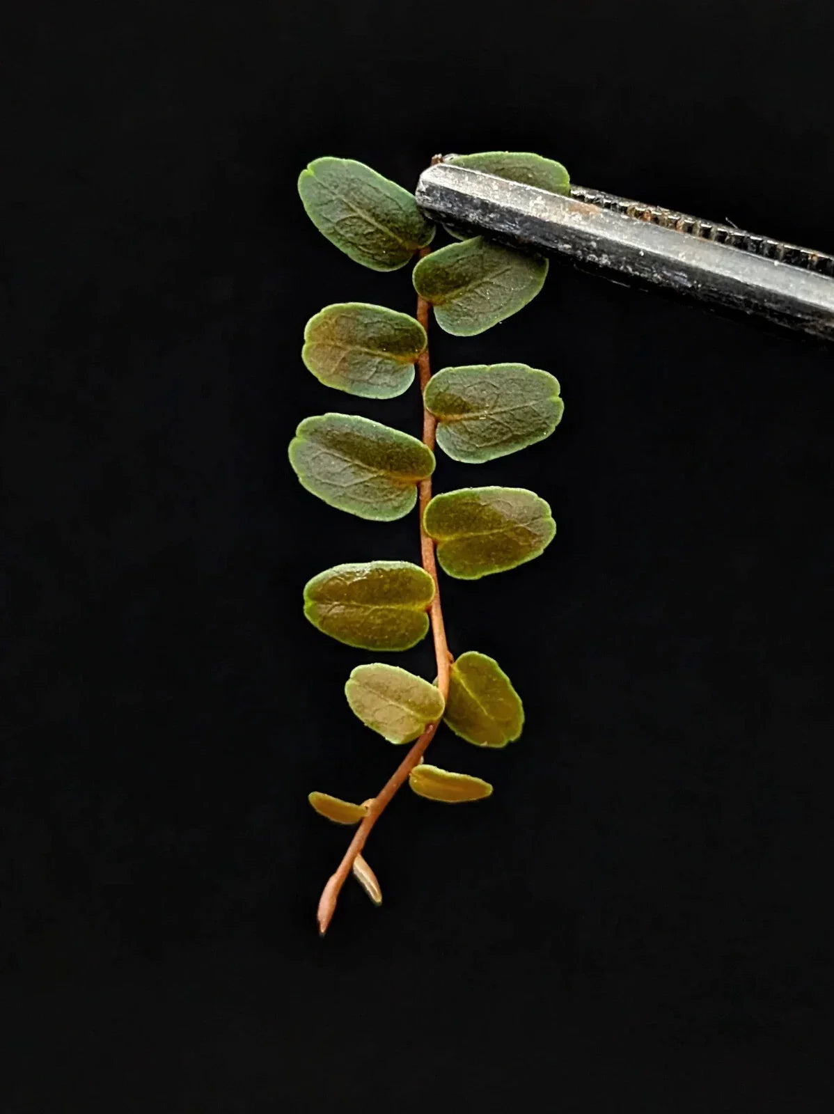 Marcgravia sp Mini Limón Cutting - 10 Leaves, Terrarium Plant, Indoor Garden, Lime Green Foliage, Easy Care, Trailing or Climbing