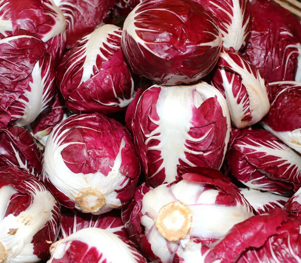 Radicchio Seeds 200+ Non-GMO Rouge de Verona Vegetable Garden, Italian Leafy Greens, Cichorium intybus