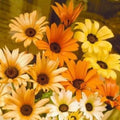 African Daisy Seeds Pack – 195 Seeds, Orange & Yellow Blooms, Osteospermum spp., Full Sun, Easy to Grow, Attracts Pollinators