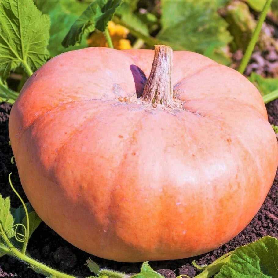 Pink Jaune De Paris Pumpkin Seeds | Heirloom Cucurbita pepo for Garden Planting | Fairytale Porcelain Doll Variety
