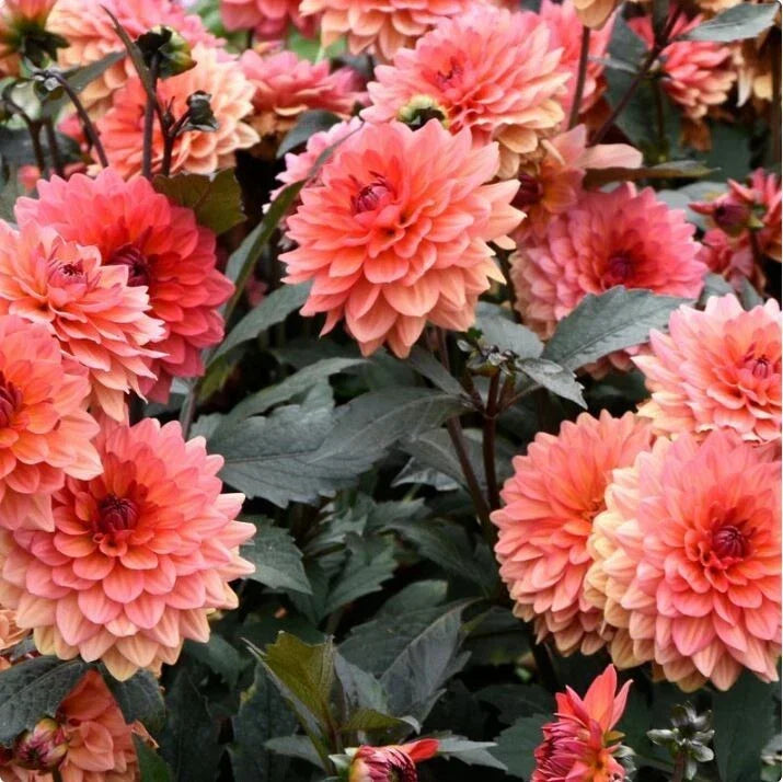 Dahlia Seeds Pack of 35+ Non-GMO Flower Seeds for Gardening - Vibrant, Colorful Varieties, Easy to Grow, Annual Plant