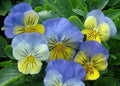Pansy Seeds 50 Count Viola tricolor var. hortensis Blue and Violet Flowering Garden Seeds for Borders & Containers