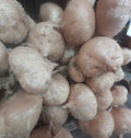 Jicama Seeds - 50+ Non-GMO Mexican Yam Bean Pachyrhizus erosus for Home Garden, Crunchy Root Vegetable, Easy to Grow