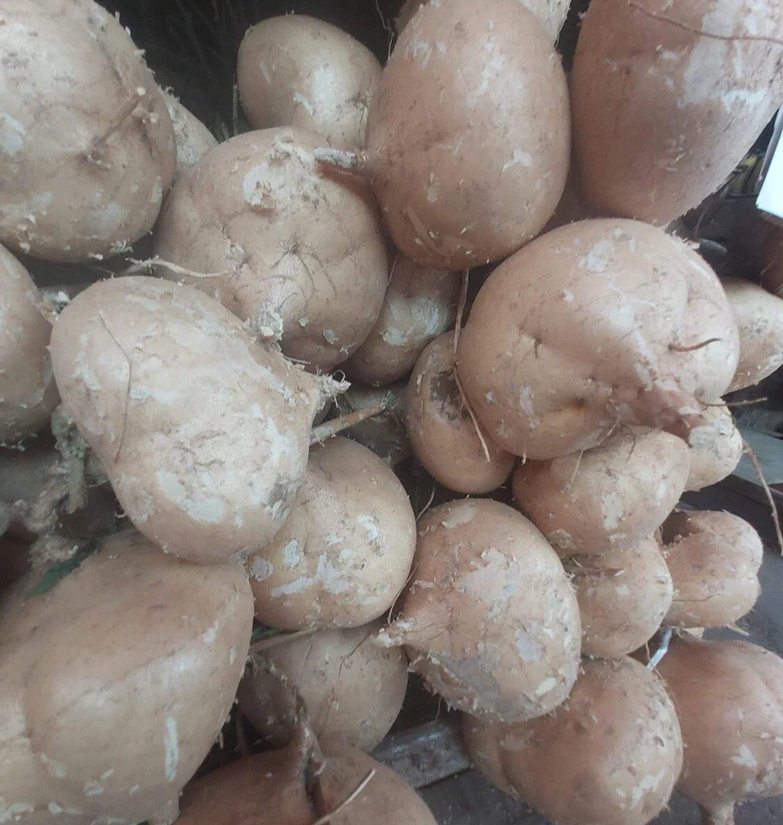 Jicama Seeds - 50+ Non-GMO Mexican Yam Bean Pachyrhizus erosus for Home Garden, Crunchy Root Vegetable, Easy to Grow