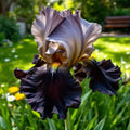 Rare Black & Bronze Iris Seeds - 35 Count for Gardens, Iris germanica, Dual-Tone Blooms, Perennial, Full Sun to Partial Shade