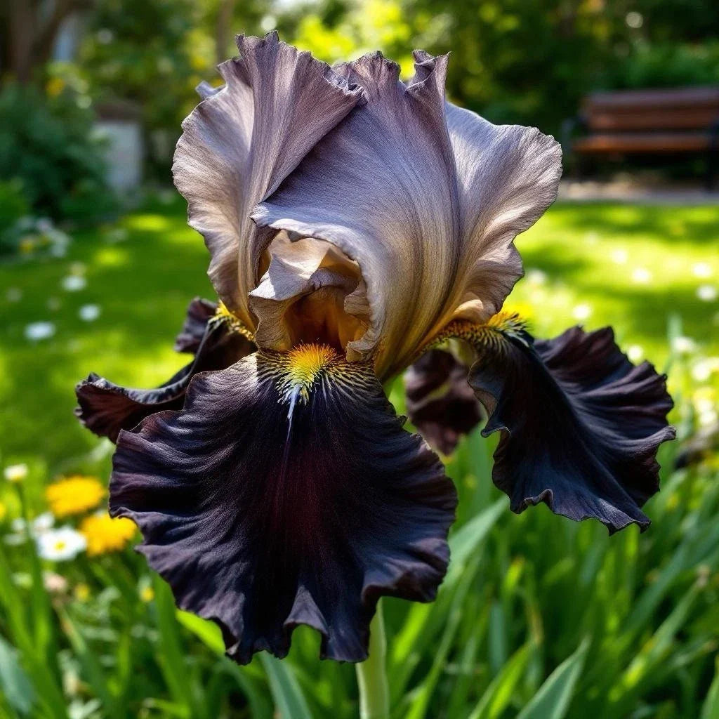 Rare Black & Bronze Iris Seeds - 35 Count for Gardens, Iris germanica, Dual-Tone Blooms, Perennial, Full Sun to Partial Shade