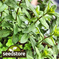 Peppermint Herb Seeds, Organic Mentha piperita, Non-GMO, Heirloom, Culinary & Tea Gardening Supplies