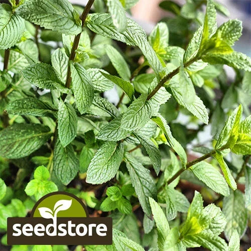 Peppermint Herb Seeds, Organic Mentha piperita, Non-GMO, Heirloom, Culinary & Tea Gardening Supplies