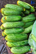 Indio Cucumber Seeds – 25+ Heirloom Cucumis sativus for Vegetable Garden, Salad, Pickling, Home Gardening