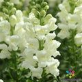 Snapdragon Seeds - 1000+ Maryland Ivory Antirrhinum majus Garden Flower Pack of Seeds for Borders & Containers