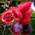 Annatto Dye Plant Seeds - Bixa orellana with Tropical Pink Flowers - Natural Dye & Perennial for Garden & Landscaping